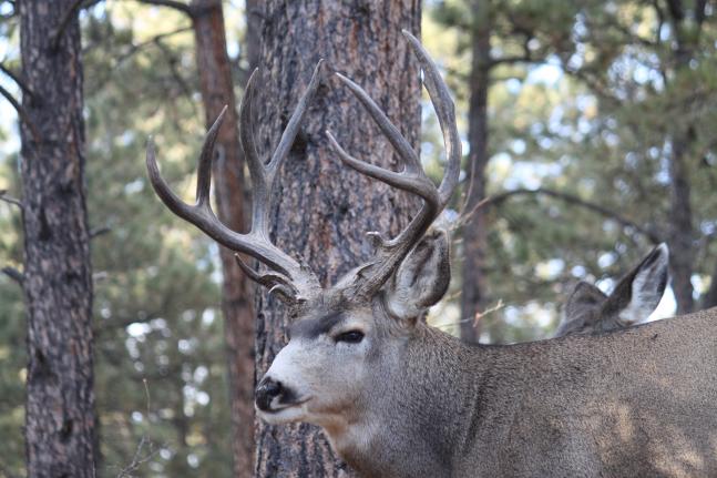 This muley buck loves to pose for the camera. Is he worthy of the pages of F&amp;S;?