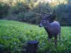 Trail cam of Bucktucky whitetail food plot