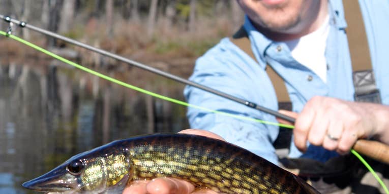 Fly Fishing for Ice-Out Pickerel in the New Jersey Pine Barrens