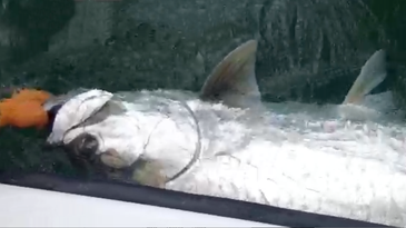 Catch-and-Release 300-Pound Tarpon Could Have Been a World Record