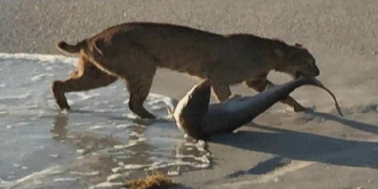 Photo: Bobcat Catches Shark in the Surf