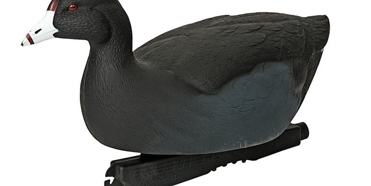 How to Trick Pressured Ducks with Coot Decoys