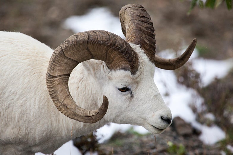 dall sheep ram in alaskan mountain