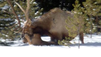 Photo Gallery: Mountain Lion Attacks Bull Elk