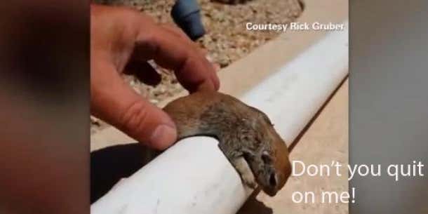 Man Resuscitates Drowning Squirrel, Video Goes Viral