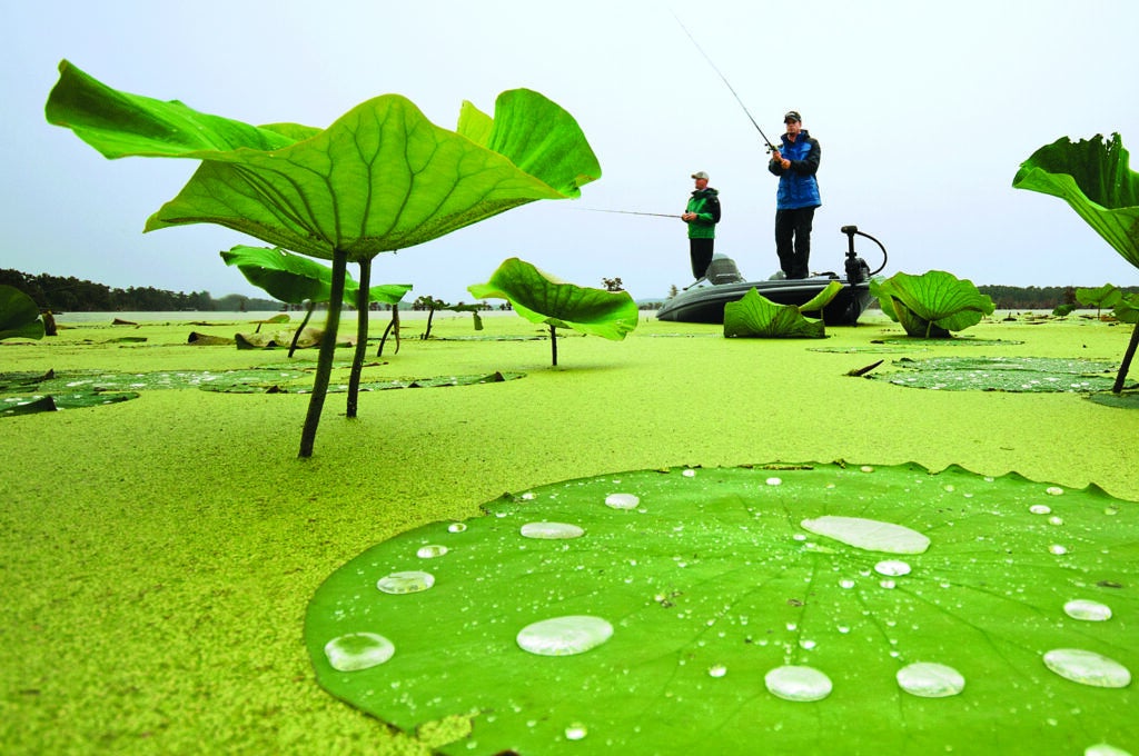 Jeff Benton and Matt Raynor appear dwarfed by water lily pads emerging from shallow, duckweed-covered Reelfoot Lake in early -September of last year. Photographer Bill Buckley waded in up to his waist and partly submerged his camera, protected in an underwater housing, to get the perspective for this shot. "The water level was down from normal because of a drought," says Buckley, "but the moment I brought my camera out, it started to rain." While they look to be the height of your average angler here, in reality the lily pads stand about a foot out of the water, and their leaves are about 2 feet in diameter. The root systems create great habitat for bass.<br />
<strong>Location:</strong> Hornbeak, Tennessee<br />
<strong>Issue:</strong> April, 2011<br />
<em>Photo by Bill Buckley</em>