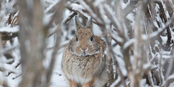 Rabbit Hunting: 5 Spots to Find Winter Cottontails