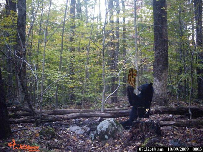 A Picture of a bear that My buddy, and i captured while using Game camera's where we hunt, and the magazine was Photoshopped in, not sure what he was really looking at but it made for a good picture!