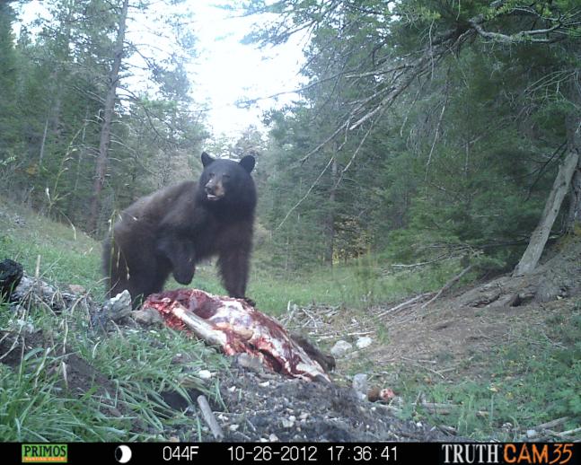 Good sized black bear feeding on the remains of an elk.