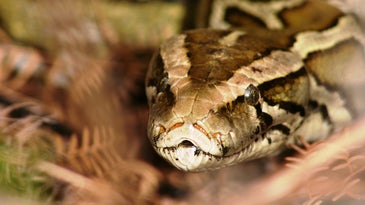 Florida Expands Python Hunting