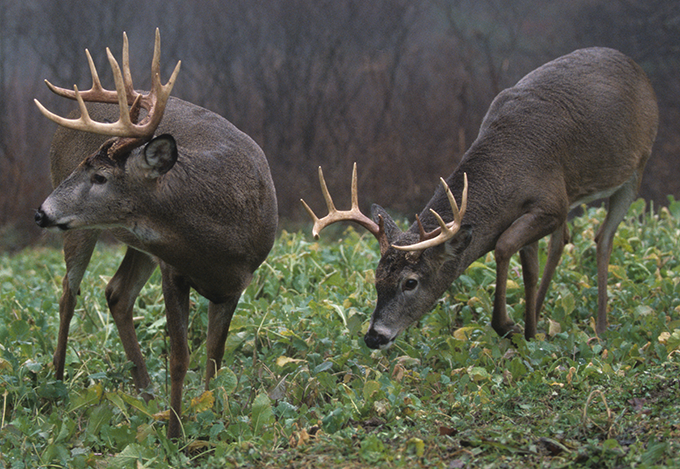Everything You Need to Know About the National Deer Alliance