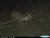 buck caught on trail cam at night
