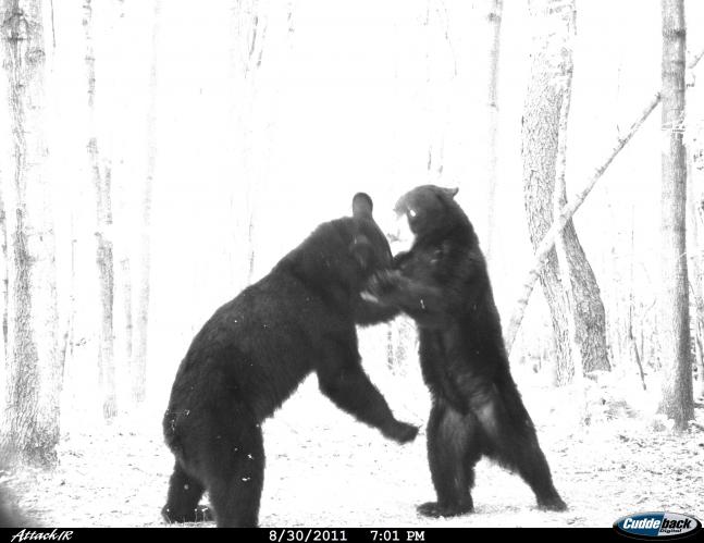 My trail cam caught these two playing around. It was a bit of a surprise since we had never seen any bears in that area before. It looks like they are trying out for the Olympic wrestling team. Maybe we will see one of them in London later this year!