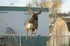 "I found that deer sleeping in a backyard among kids' toys," says photographer John Eriksson about this 13-point nontypical muley. "At first, he didn't pay any attention to me. Then he decided to go next door and jumped the fence." After speaking with residents, Eriksson learned that the buck has spent his entire life right in Helena, near Carroll College. <strong>Location:</strong> Helena, Mont.<br />
<strong>Issue:</strong> March 2008