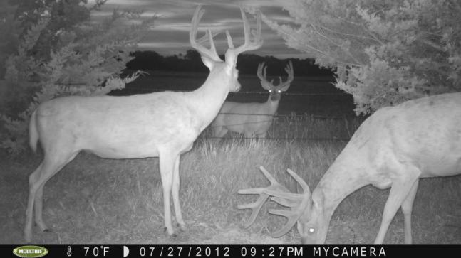 What I believe makes this photo unique is the way that it appears as though the front buck is looking into a mirror as it watches the buck in the bean field.