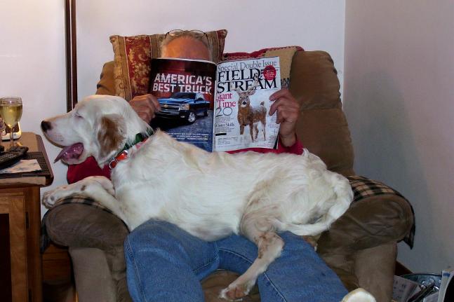 Our 8 month old English Setter Copper, typical of the breed, is a big lap dog. I was relaxing with a glass of wine and my new issue of Field and Stream and he thought he should be in on the act. My wife snapped this picture, which is well typifies our evening activities.