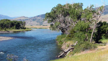 Massive Whitefish Kill Causes Montana FWP to Close the Yellowstone River