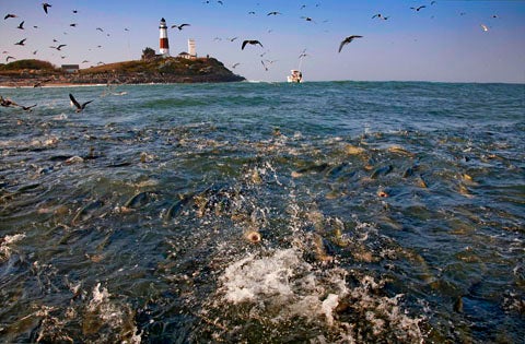 Photographer and flyfishing guide Jim Levison captured this striped bass feeding frenzy in front of Montauk Point Lighthouse while piloting through choppy seas in Turtle Cove, the day before Hurricane Earl was projected to hit Long Island in Sept. 2010. "It's the first time in 10 years that I've captured all four elements of this scene together: the beauty of the fish coming out of the water, and the birds, lighthouse, and boat in the distance," says Levison. It turned out to be an extraordinary fishing day as well, with thousands of bay anchovies moving through and attracting migratory stripers. Levison was throwing a Glen Mikkelson bay-anchovy pattern covered in epoxy. "They look flashy on a hook and are almost indestructible," he says. "My buddy and I once lost one to a bluefish and he threw a fit."<br />
<strong>Location:</strong> Montauk, New York<br />
<strong>Issue:</strong> October, 2011<br />
<em>Photo by Jim Levison</em>