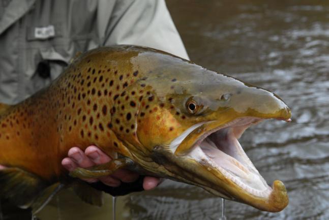big hook jaw PA brown trout