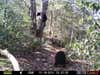 These two black bear cubs are having fun in the tree. The sow is eating and putting weight on. She getting ready to hibernate during the winter months.