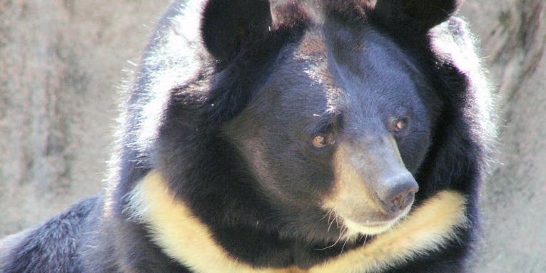Two Years After Adoption, Man Realizes Dogs Are Actually Bears