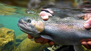 Field and Stream Guide: 50 Ways to Catch Spring Trout