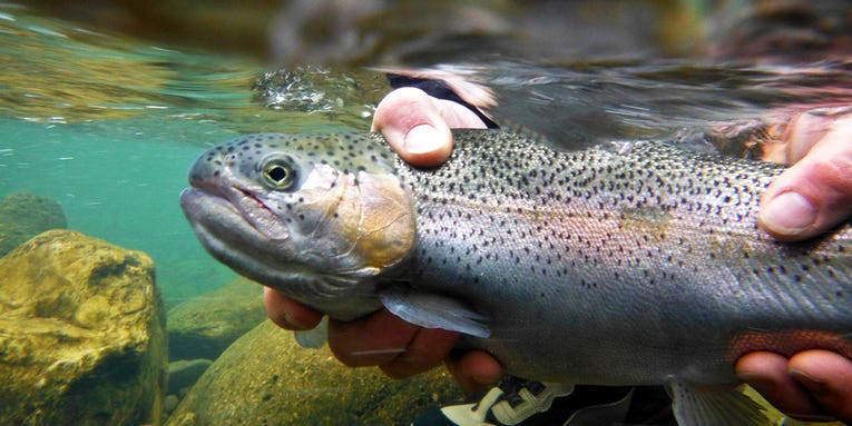 Field and Stream Guide: 50 Ways to Catch Spring Trout