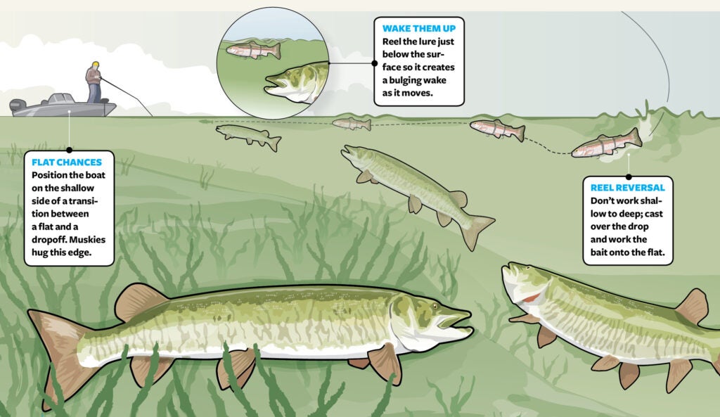 Swimbaits – How and When to Use Them