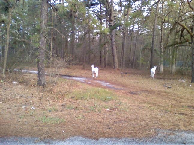 A co-worker kept telling me that she always sees a family of albino deer, either in her yard, or on the neighboring property. Didn't take long to get this picture. She won't let me hunt, unless it's with a camera