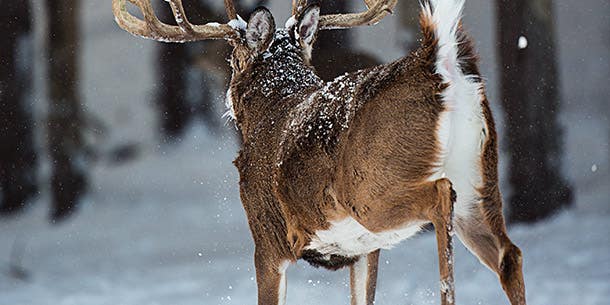 Deer Hunting Tip: Track Down a Bumped Buck
