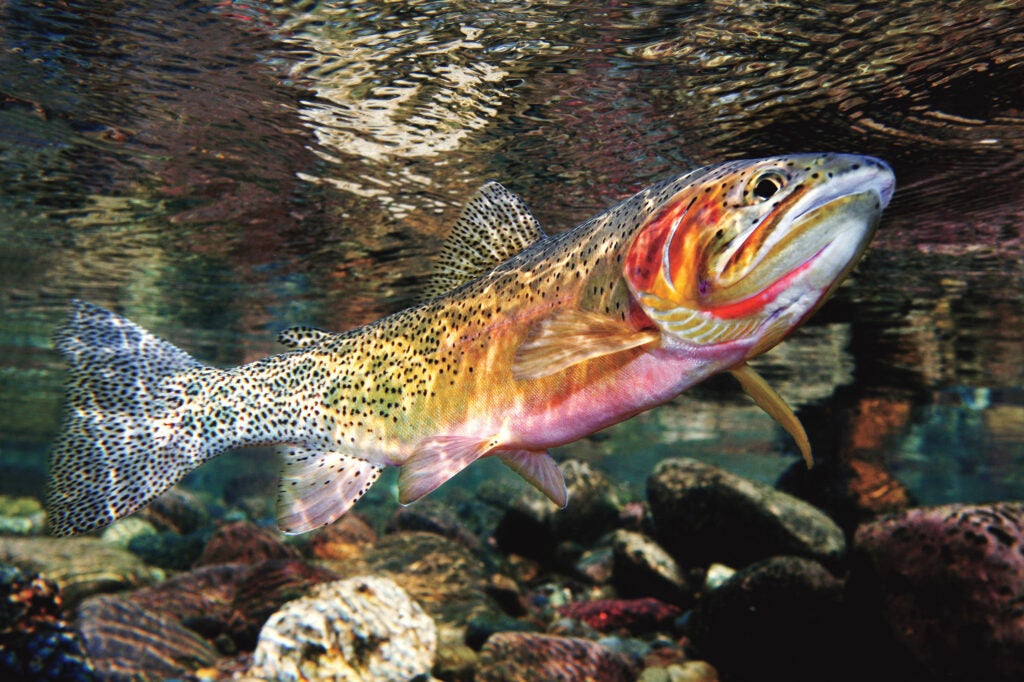 Last summer, Pat Clayton put on his dry suit and snapped this photo of a native westslope cutthroat trout at the headwaters of the Upper Blackfoot River. Mining pollution there has been particularly damaging to westies, Montana's state fish, which are becoming rare. But in April the state and mining companies agreed to a $37 million settlement to restore the river and remove the Mike Horse Dam and the contaminated mine tailings it holds above the headwaters, which could help save these fish. <strong>Location:</strong> Upper Blackfoot River near Lincoln, Mont.<br />
<strong>Issue:</strong> August 2008