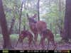 I been getting a lot of fawn photos with my trail cameras. It is amazing how gentle the does are with fawns from other deer. A doe was eating when another doe's fawn stood overtop of the doe's head. The fawn legs were on each side of the doe's head. If the doe would of raised her head fast the fawn would of went up with her.