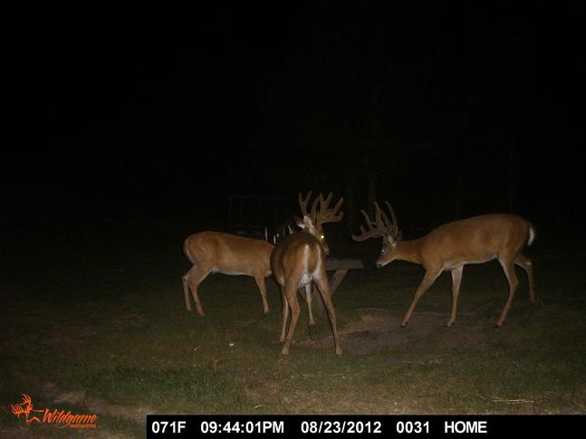 A pair of excellent bucks visiting our area.