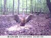 Set up my trail cam for some deer and surprisingly got a huge sandhill crane spreading its wings.