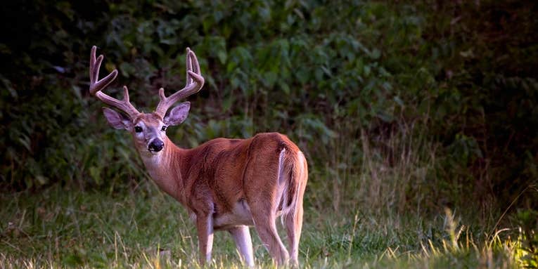 How to Hunt Early Season Deer: 10 Expert Tips