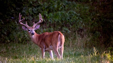 How to Hunt Early Season Deer: 10 Expert Tips