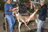 Hauling a buck from the bed of a truck