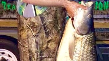 Alabama Man Breaks Bowfishing World Record With 92-Pound Grass Carp