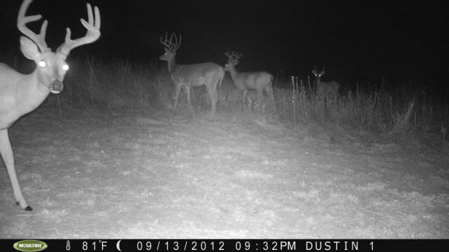 watched these bucks since early velvet hoping i can get a shot when the season gets here