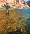 early-summer trout, how to catch early-summer trout, summer trout,