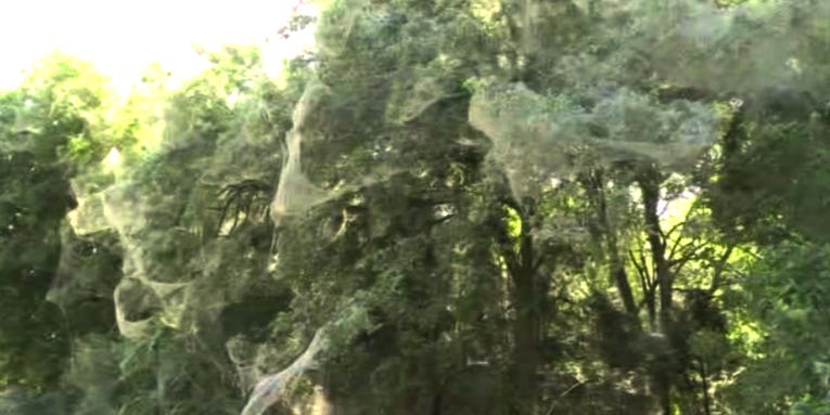 Gigantic Spider Web Blankets Texas Park