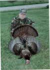 This old Tom and 2 others came in on the last day of MO Turkey season in '03. He Gobbled every few seconds from start 'til the shot. He went 24 lb, 1 2/8" spurs, 11.5" beard. I shot him with copper plated #4's and found several lead #4's in his breast when I cleaned him. The wounds were healed and he was fat.