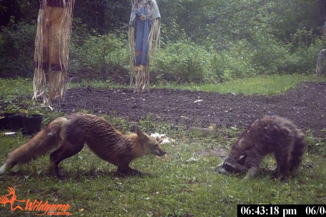 Got a trail cam out by the garden. Caught this picture of the fox & raccoon fighting.