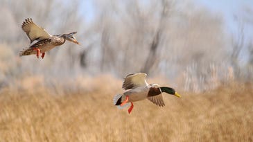 Nation’s Duck Populations Remain Strong