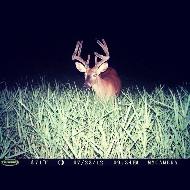 Near Spirit, WI. This buck, which has been tracked all Spring and Summer was caught entering in the food plot for dinner.
