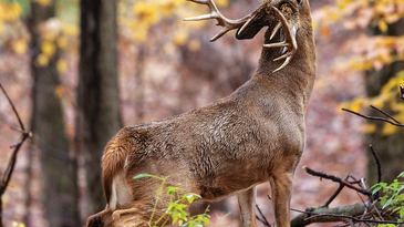 The Ultimate September Deer-Hunting Guide