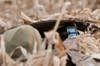 Not a single duck had flown over their cornfield that morning last November when photographer Bill Buckley looked over at the layout blind of 17-year-old Nick Rabias, from Tyngsborough, Mass., and saw him scrolling through a play­list on his iPod to pass the time. "I just thought, 'If that doesn't say everything about this generation of duck hunters, I don't know what does,'" says Buckley. When the skies are empty, Rabias enjoys pop hits and country music, but Buckley's tastes would be radically different. "For a hunt like that, I'd probably go with the blues," he says. "A little Stevie Ray Vaughan would sum it up nicely."<br />
<strong>Location</strong>: Kidder, South Dakota<br />
<strong>Issue</strong>: February, 2012<br />
<em>Photo by Bill Buckley</em>