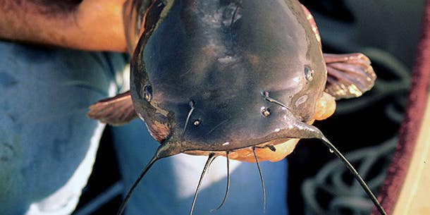 Fishing Tips: How to Catch Channel Catfish in Spring