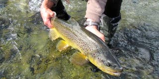 Five Tips for Fall Brown Trout