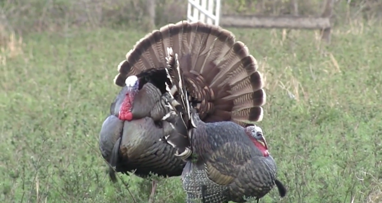 turkey hunt